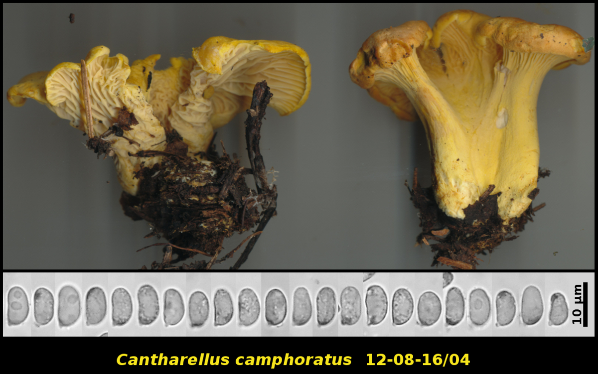 Picture of <i>Cantharellus camphoratus</i>